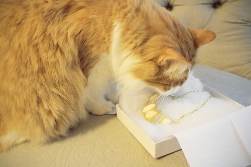 cat chewing