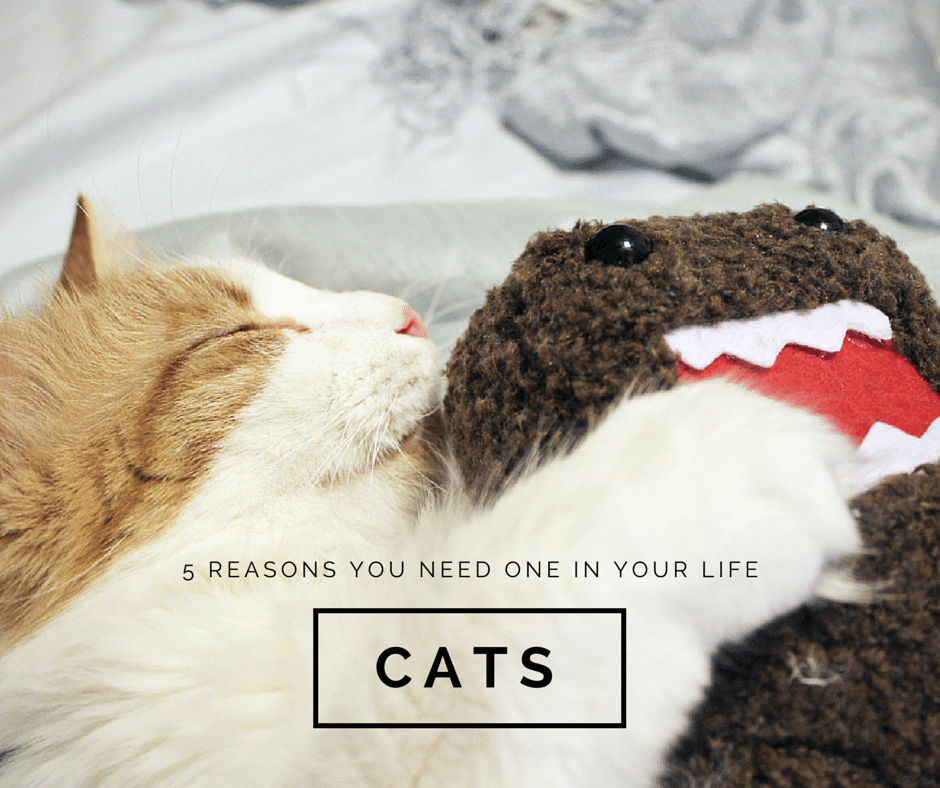 5 reasons you need a cat in your life // Geeky Posh