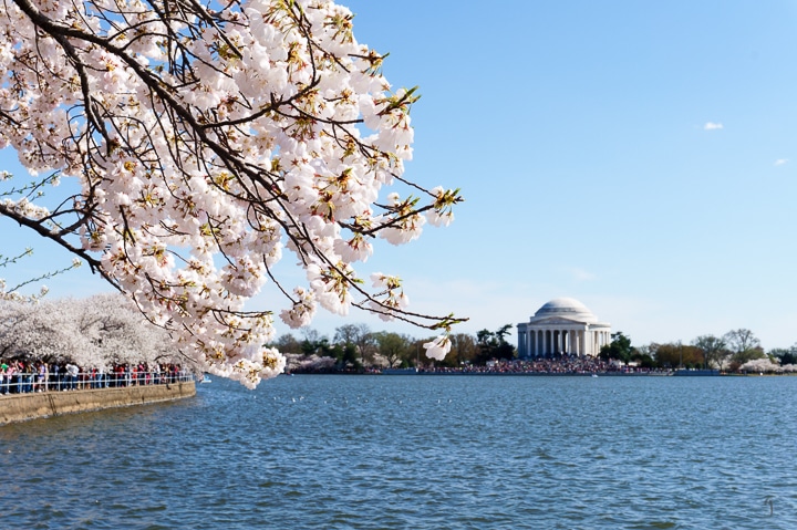 DC Cherry Blossoms Festival 2015 // Geeky Posh