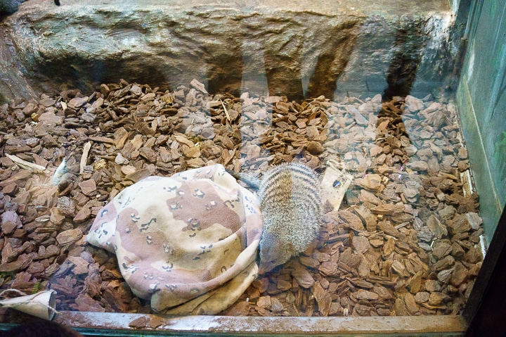 Smithsonian National Zoo in DC // Geeky Posh