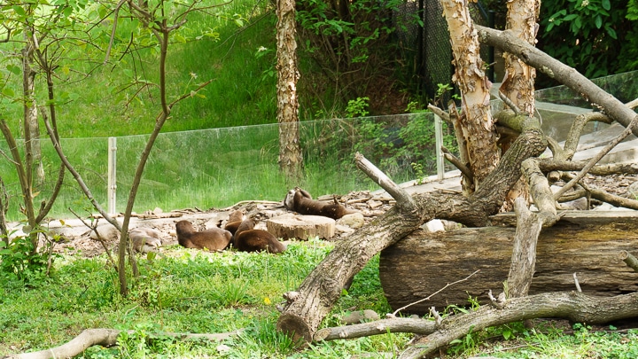 Smithsonian National Zoo in DC // Geeky Posh