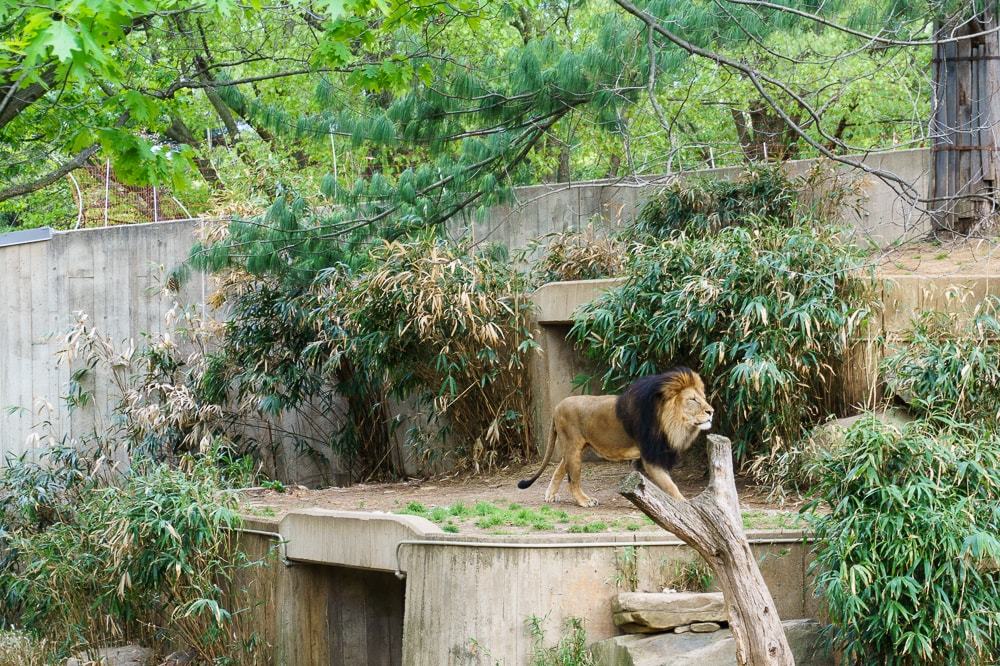 Smithsonian National Zoo in DC // Geeky Posh