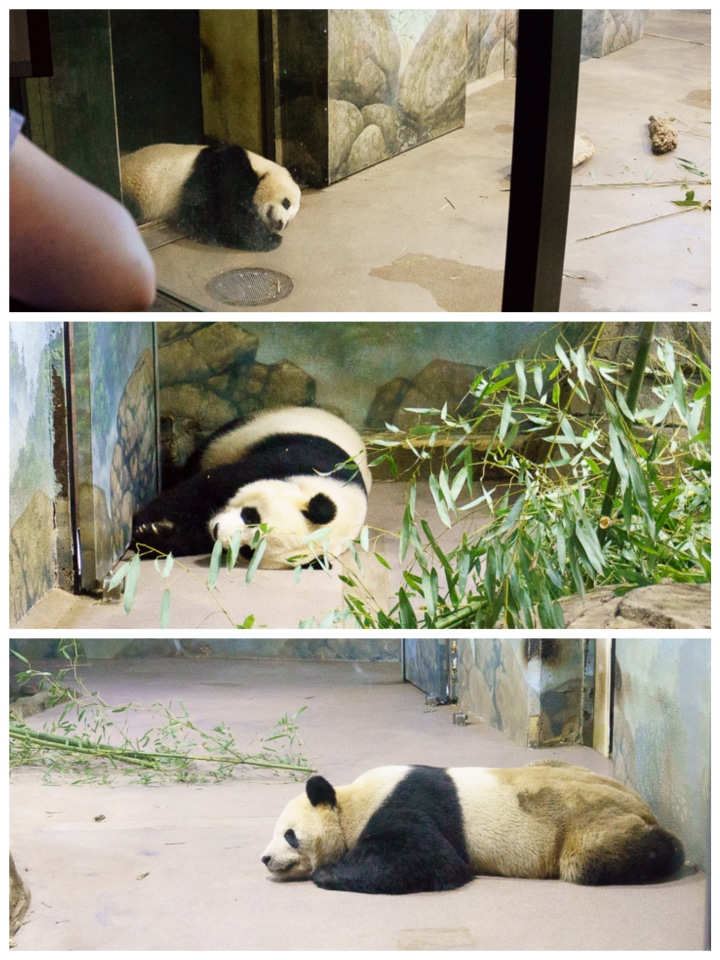 Smithsonian National Zoo in DC // Geeky Posh