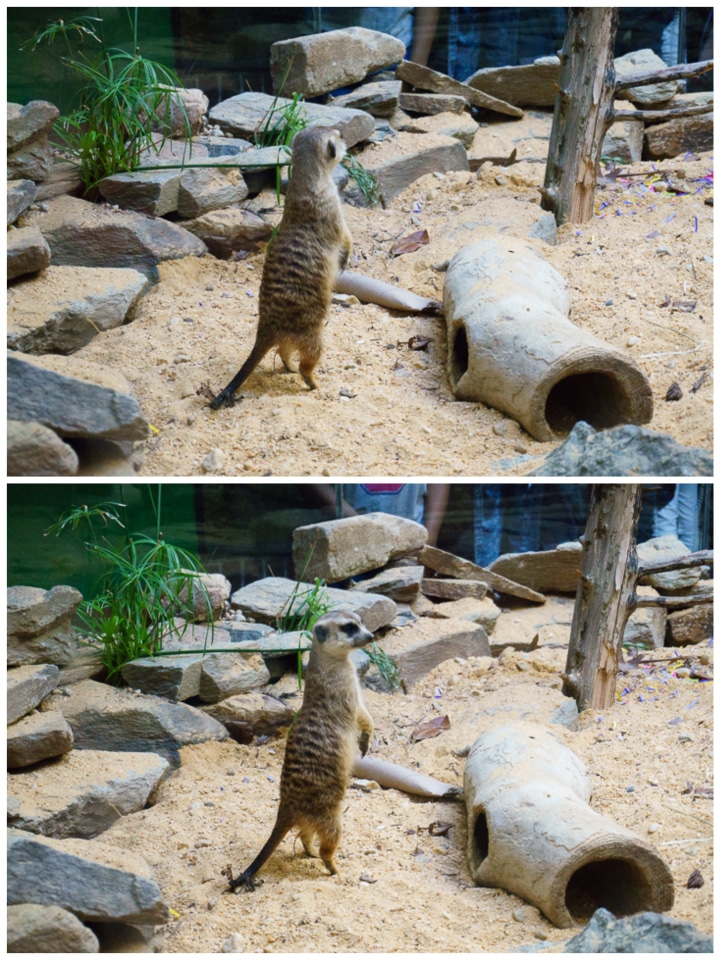 Smithsonian National Zoo in DC // Geeky Posh