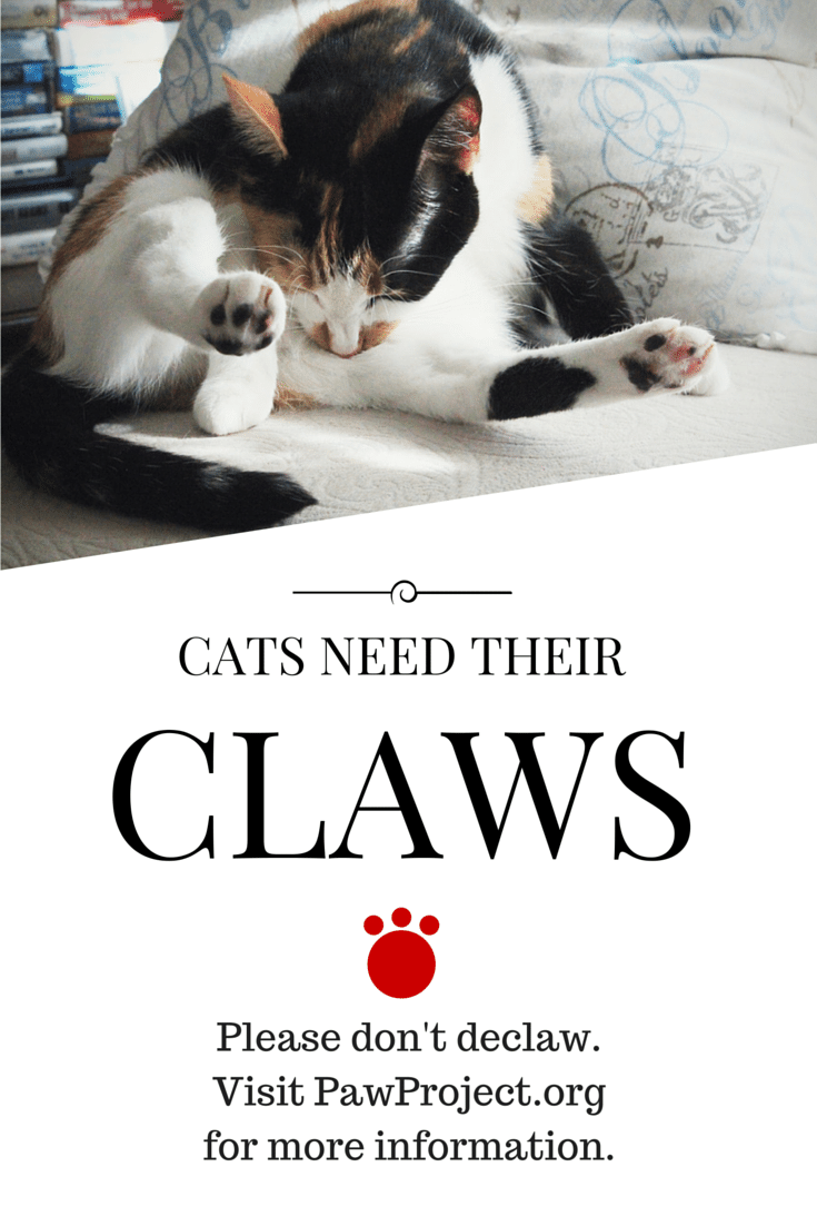 Love your cats, don't declaw // Geeky Posh