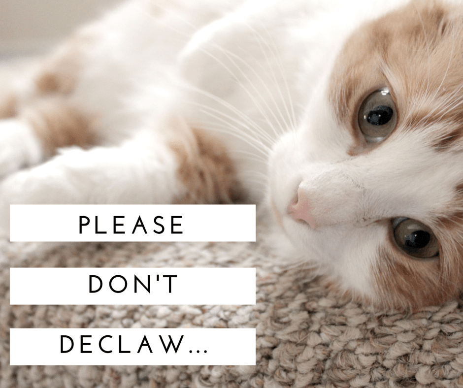 Love your cats, don't declaw // Geeky Posh
