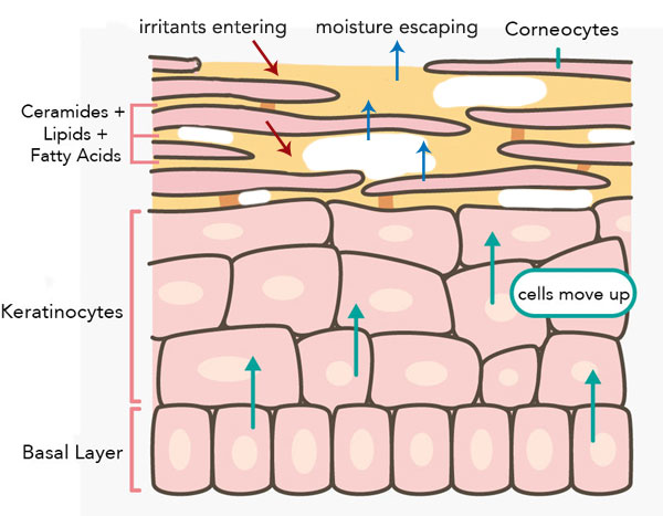 damaged moisture barrier