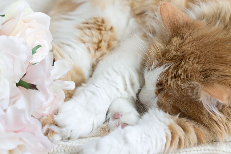 benefits of owning a cat