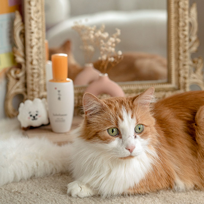 A fluffy cat photobombs the Sulwhasoo First Care Activating Serum shot